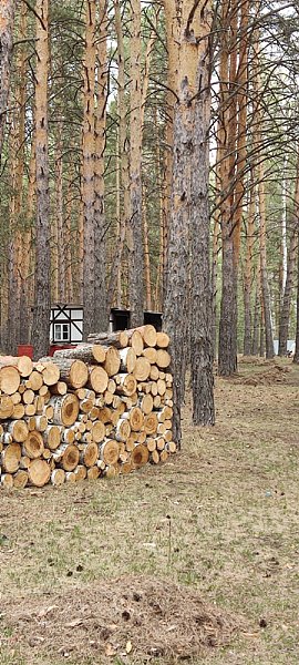 Домик в лесу, Челябинская область: фото 5