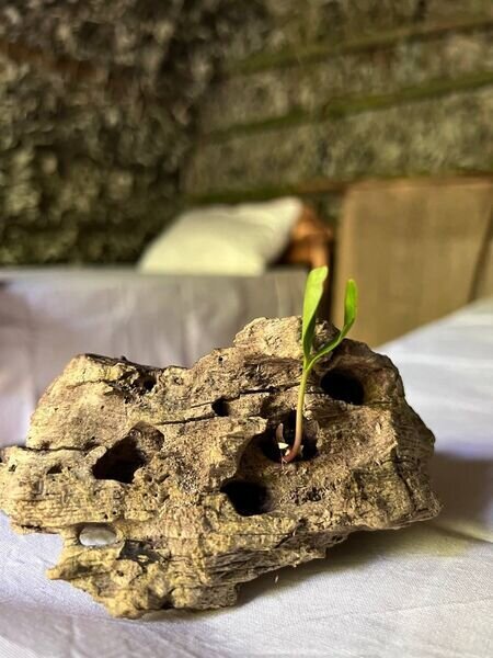 Эко-домик РЕЛАКС эвкалипт, сено, дуб