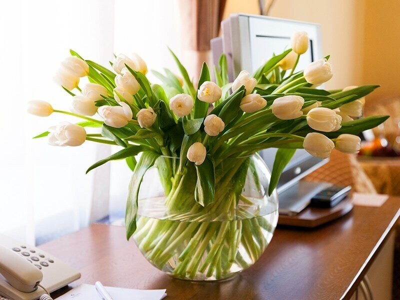 Студио 2-местный