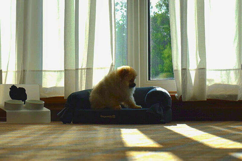Pet Classic Suite 2-местный