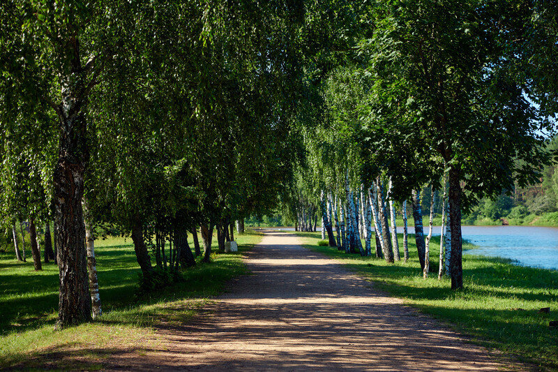 Аллея вдоль р. Рыбчанка | Сосновый бор, Минская область