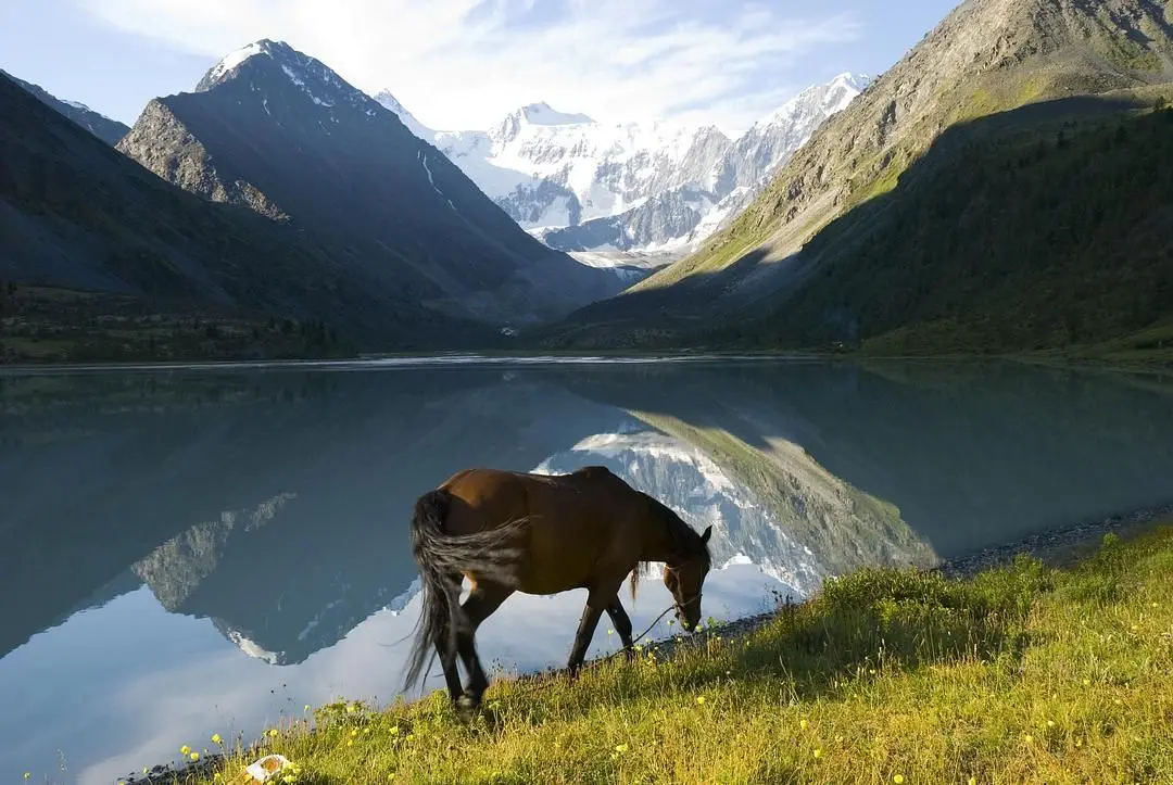 Аксиома на Алтае, Горный Алтай (Республика Алтай): фото 4