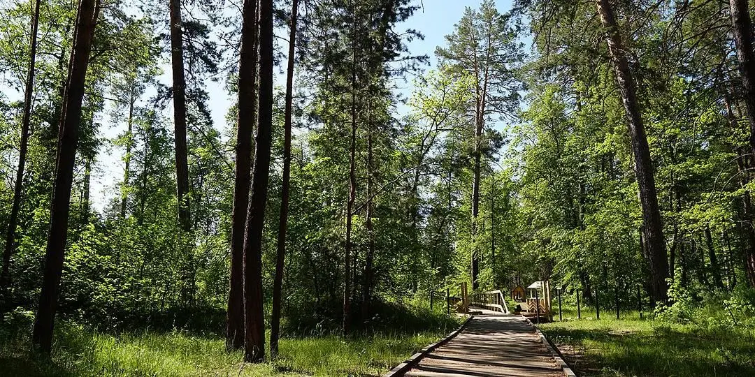 Сосны, Оренбургская область: фото 5