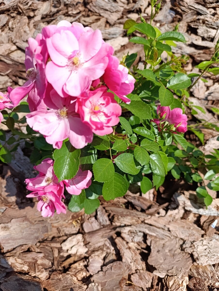 Фото 11 из отзыва о базе отдыха Парк отдыха Белогорье