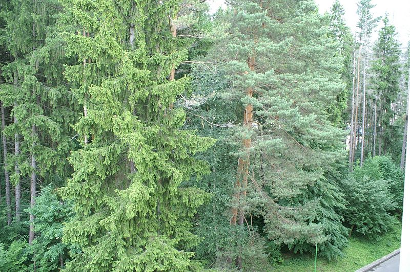 Стандарт 2-местный (корпус 1, вид на лес)