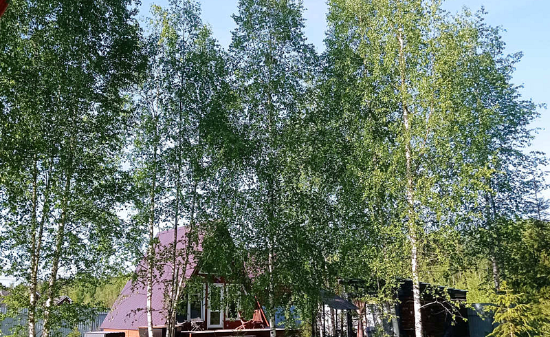 Частный дом Hide Forest, Истринский район, Московская область