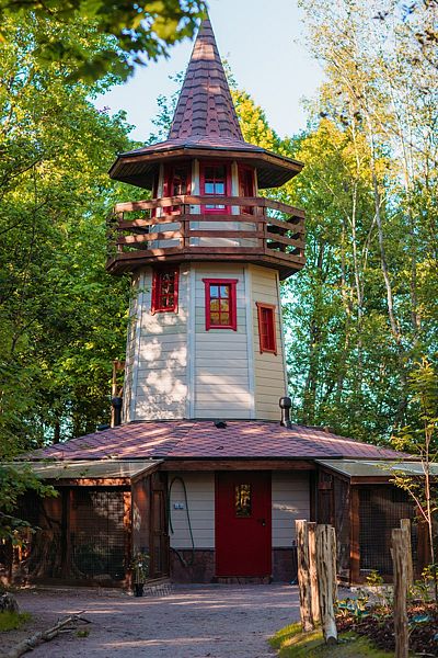 Озорные белки, Ленинградская область: фото 4