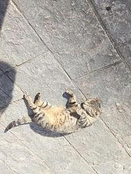 Отель Тест отель (НЕ ЯВЛЯЕТСЯ ОТЕЛЕМ - НЕ ДЛЯ БРОНИРОВАНИЯ) 🎅