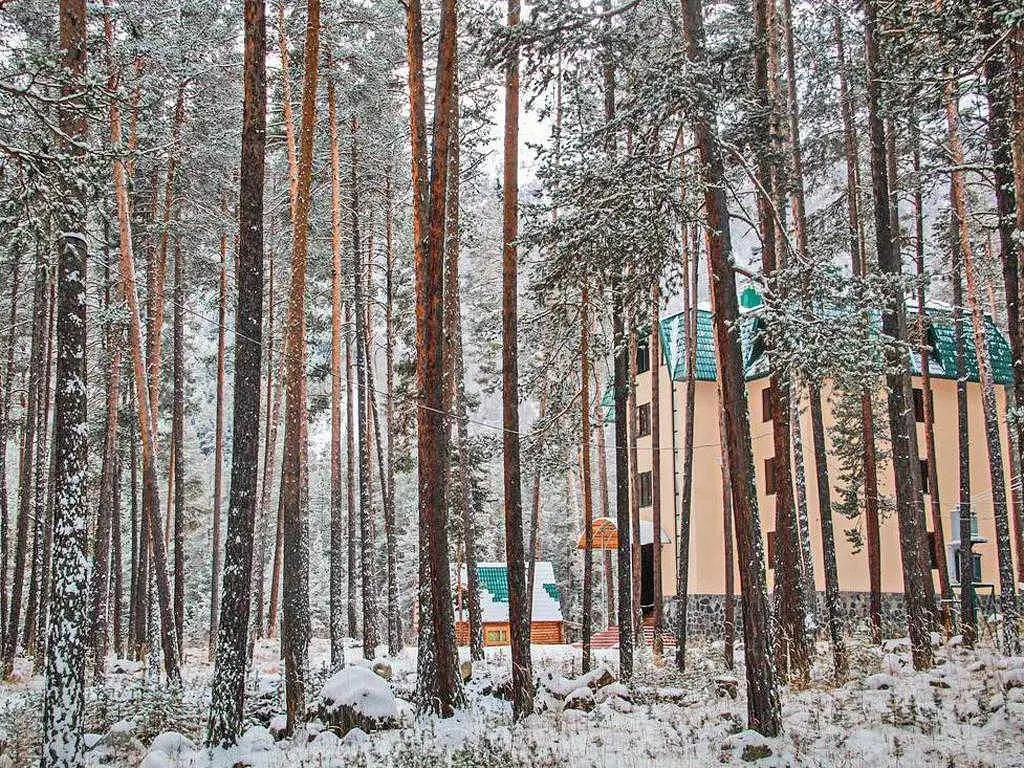 Сосновый бор, Республика Кабардино-Балкария: фото 5