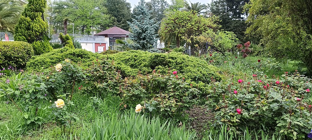 Фото 1 из отзыва о санатории Зеленая роща