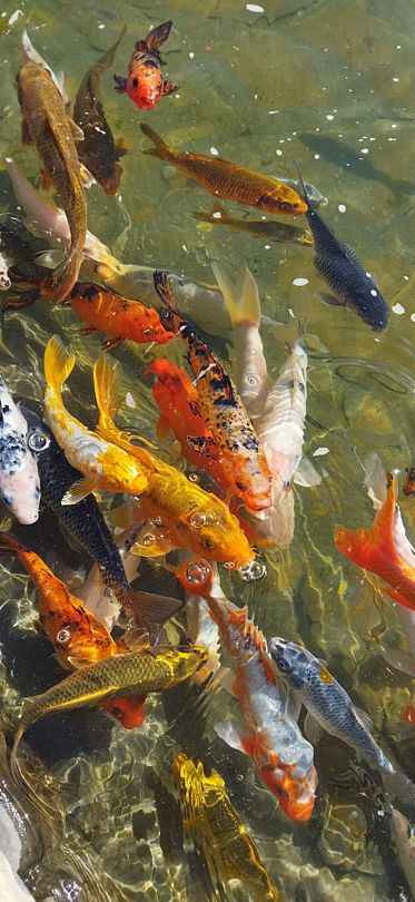 Фото 1 из отзыва о санатории Бригантина