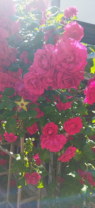 Фото 2 из отзыва о санатории Бригантина