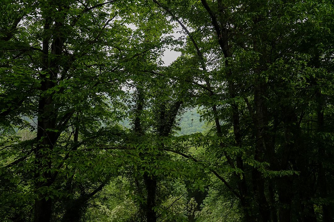 Standard Premium Violet (Double)