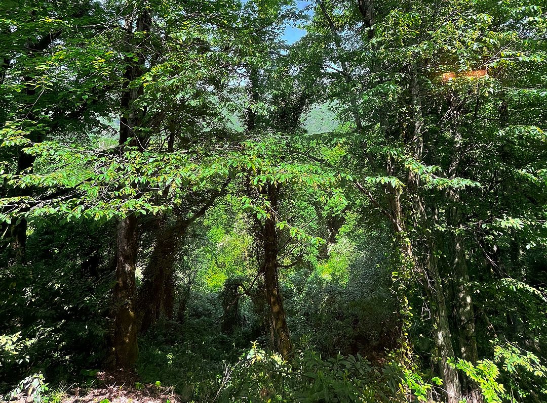 Standard Premium Violet (Double)