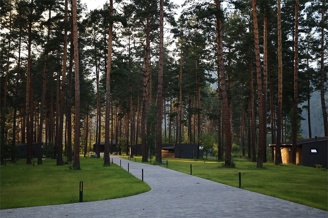 Хвоя в горах, Алтайский край: фото 4