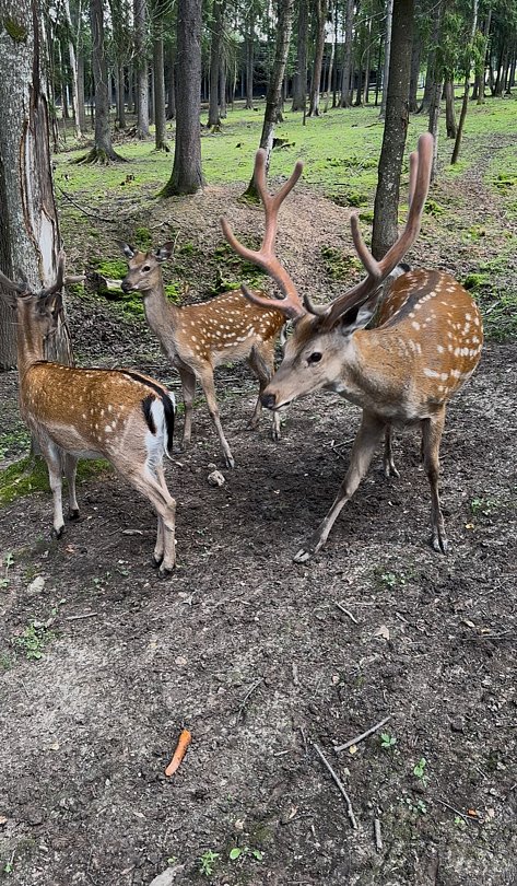 Фото 1 из отзыва о курорте Пересвет Русские Сезоны
