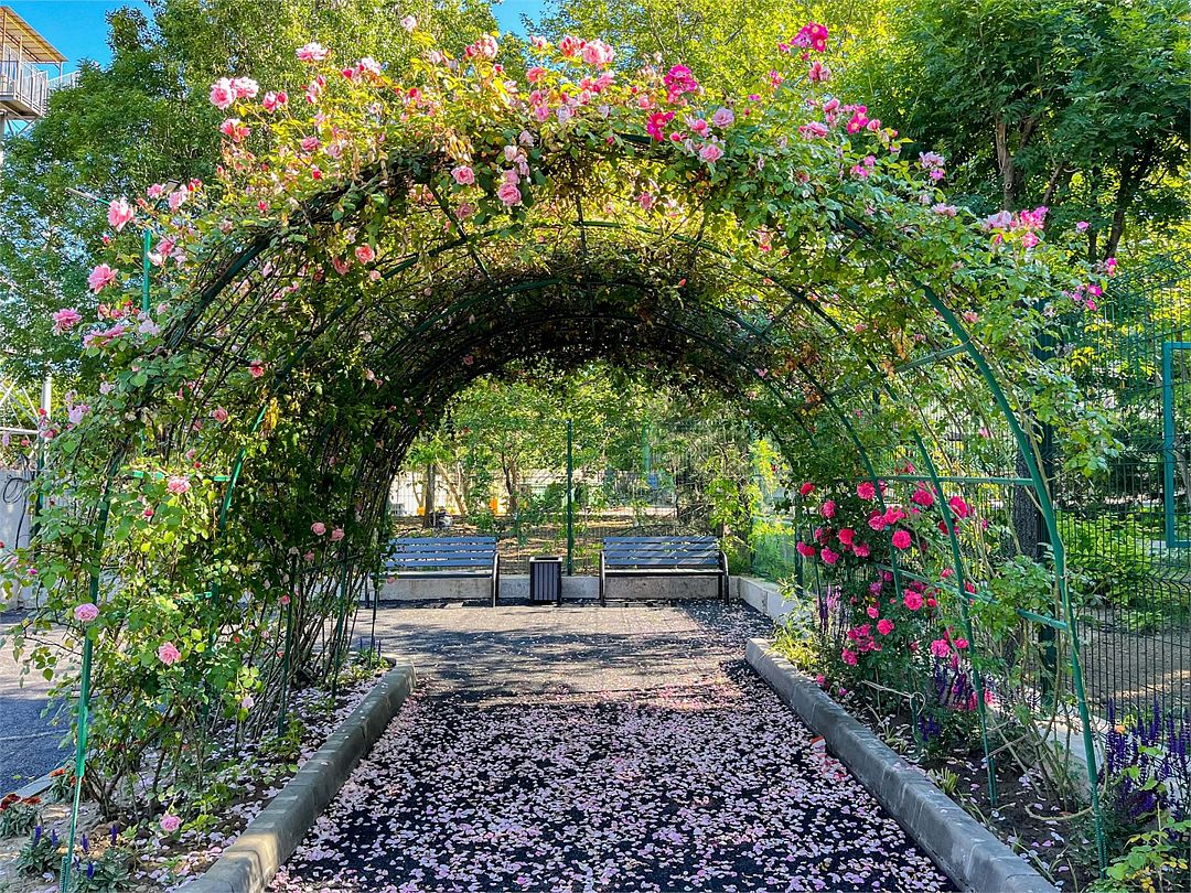 Звёздочка, Краснодарский край: фото 4