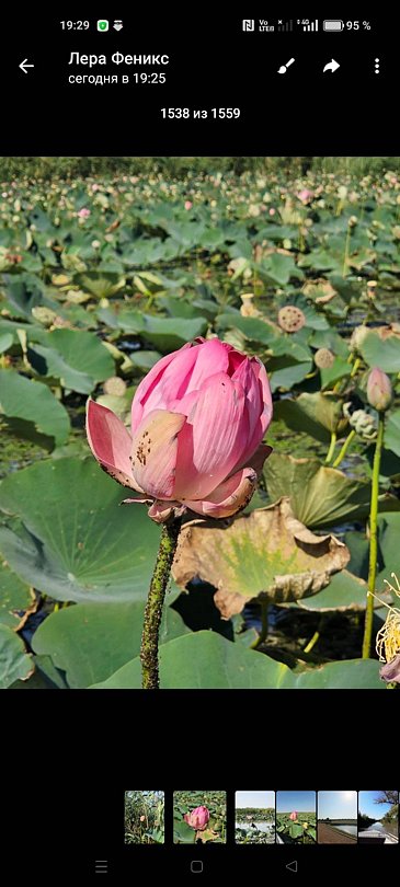 Фото 5 из отзыва о пансионате Фея SUNCLUB Resort & Spa 3*