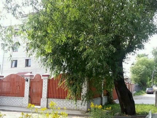 Два крыла, Ярославская область: фото 3