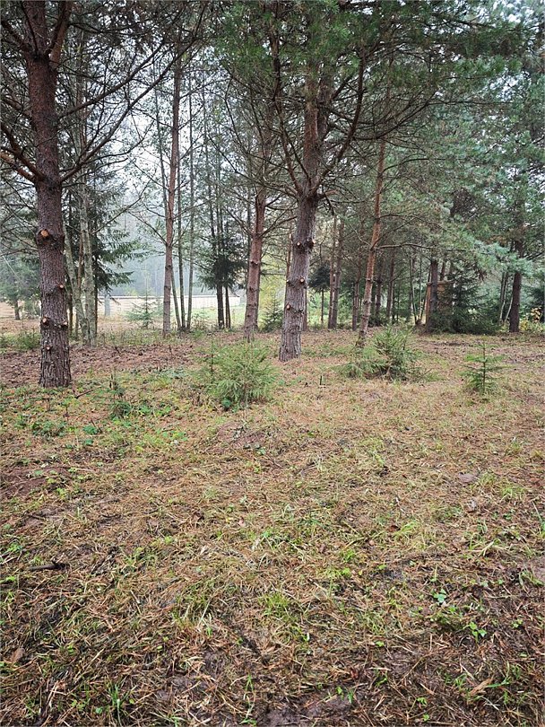 Деревенька в лесу, Московская область: фото 4