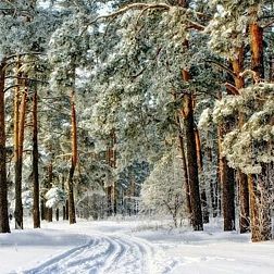 Гостиница Сосновый бор