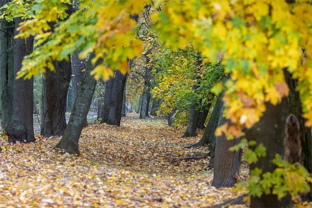 Загородный отель "Усадьба Горки", Московская область: фото 3