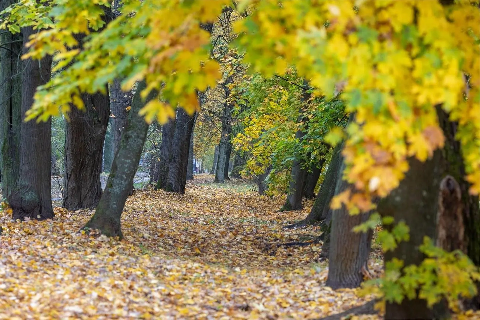 Загородный отель "Усадьба Горки", Московская область: фото 3
