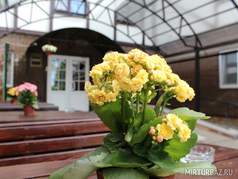 Печоры-парк, Псковская область: фото 5