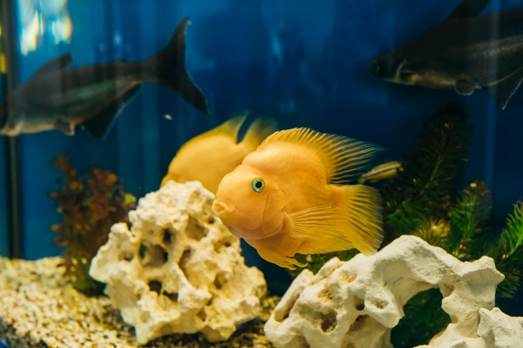 Гостиница Дом рыбака, Хабаровский край: фото 4