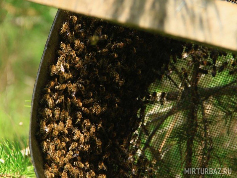 Пчелинцево, Рязанская область: фото 4
