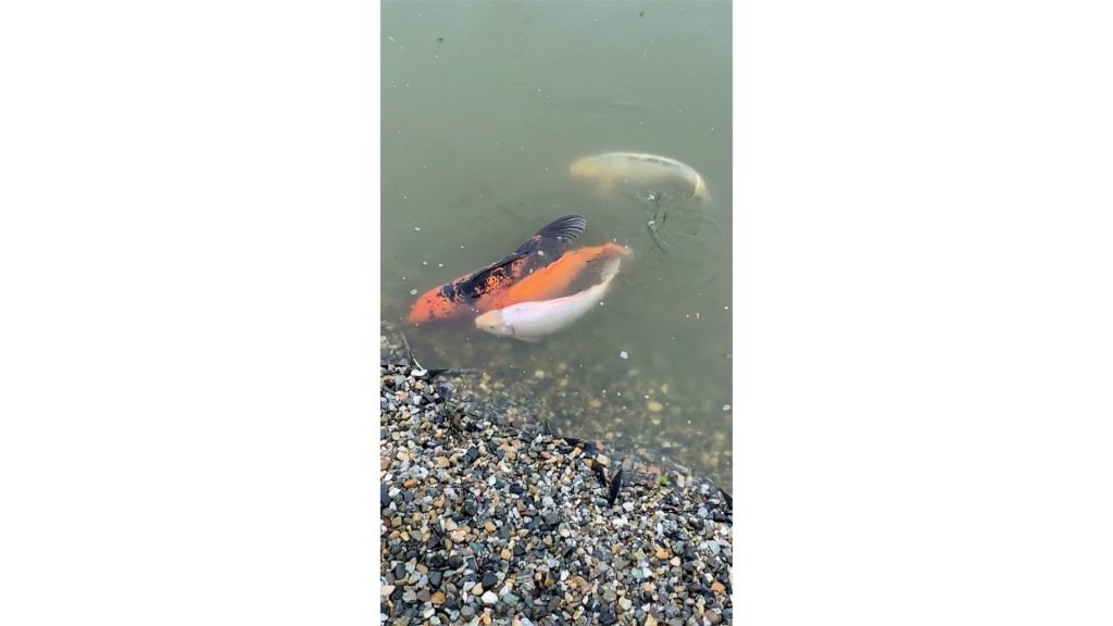 Отель Старая Мельница, Ставропольский край: фото 4