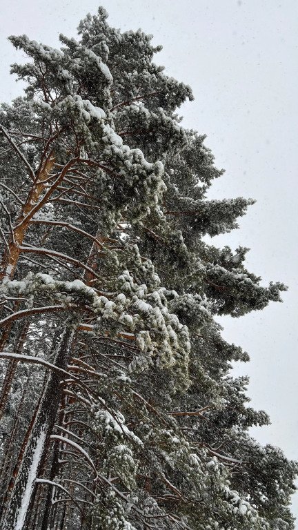 База Отдыха Шелест, Горный Алтай (Республика Алтай): фото 2