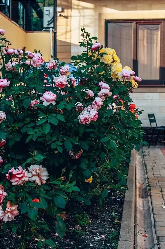 Alta Eco Villa, Краснодарский край: фото 3