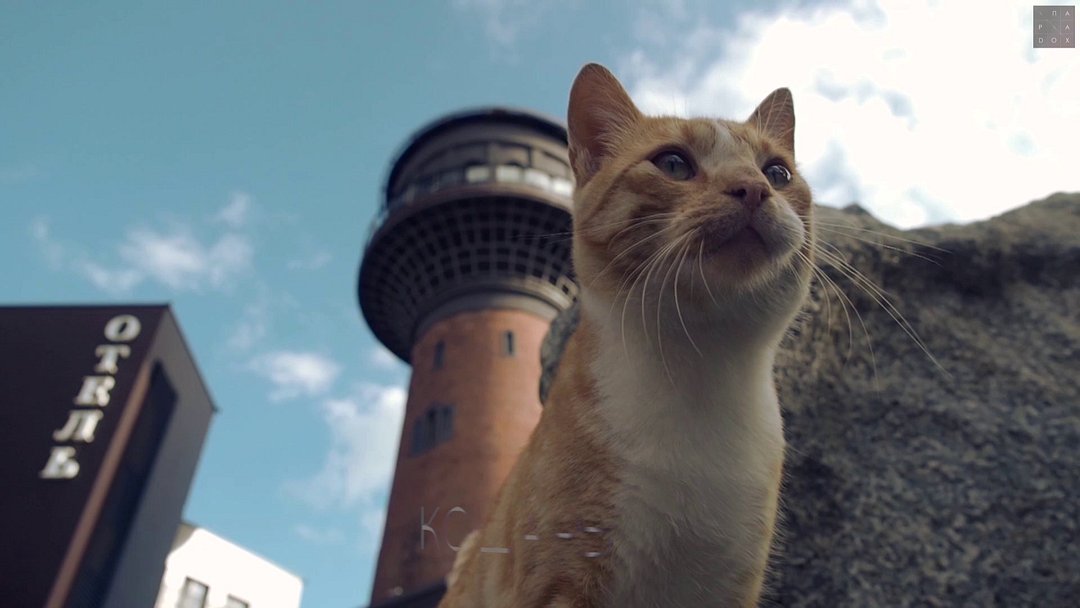 Параdoх, Калининградская область: фото 2