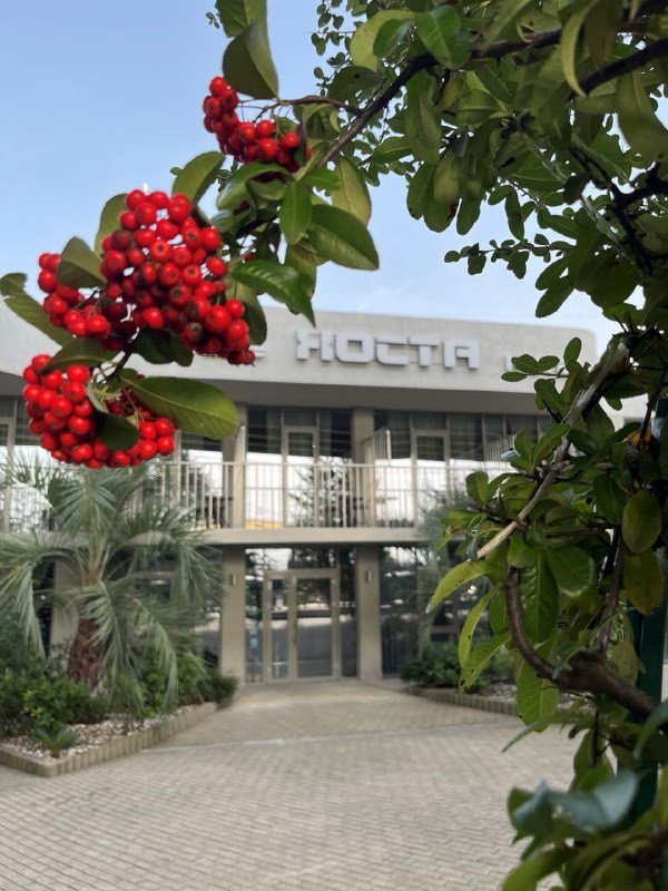 Хоста, Краснодарский край: фото 4