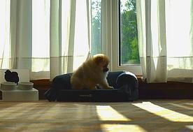 1-мест. (разм. в 2-мест.) Pet suite (с животными до 3,5 кг), Отель Les Art Resort, Рузский район