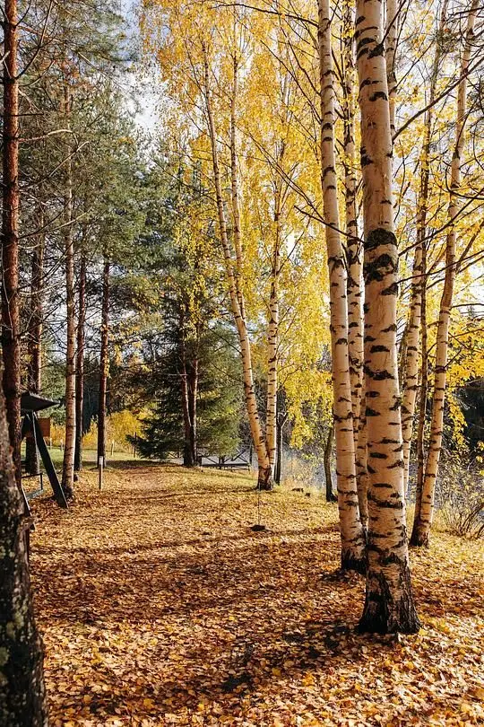 В лесу — Эко-отель «Harland», деревня Нижние Виданы