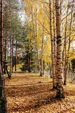В лесу — Эко-отель «Harland», деревня Нижние Виданы