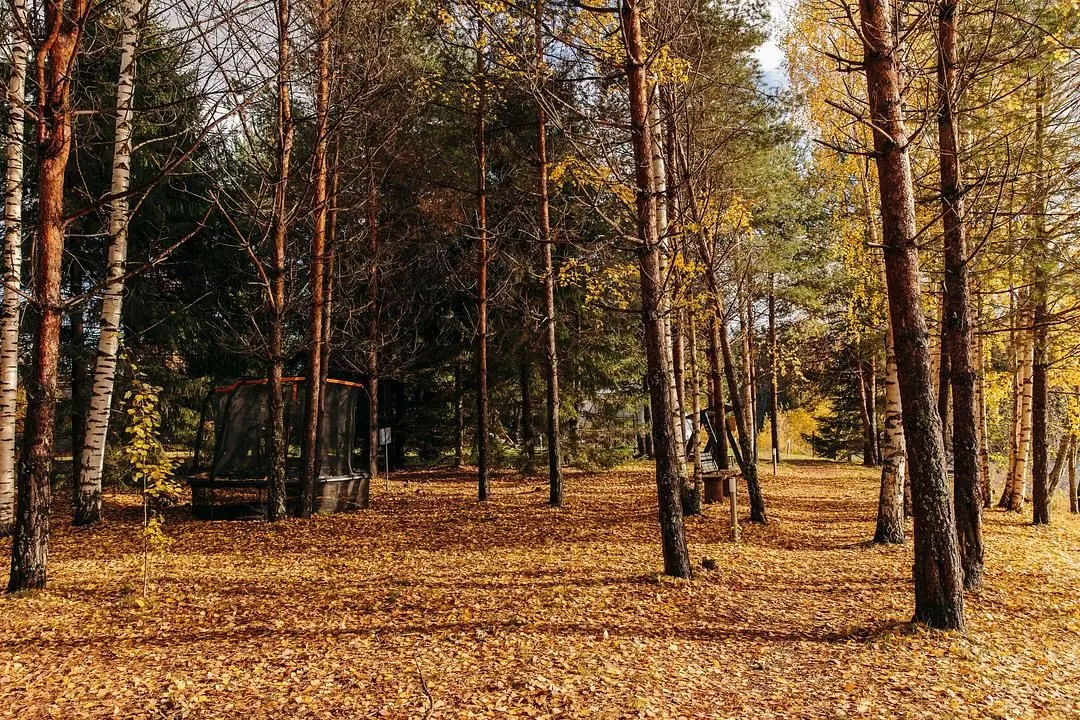 В лесу — Эко-отель «Harland», деревня Нижние Виданы