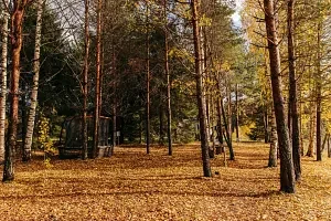 В лесу — Эко-отель «Harland», деревня Нижние Виданы