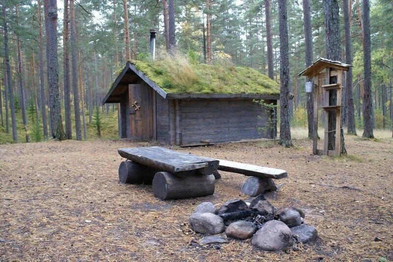 Лес, Ленинградская область: фото 3