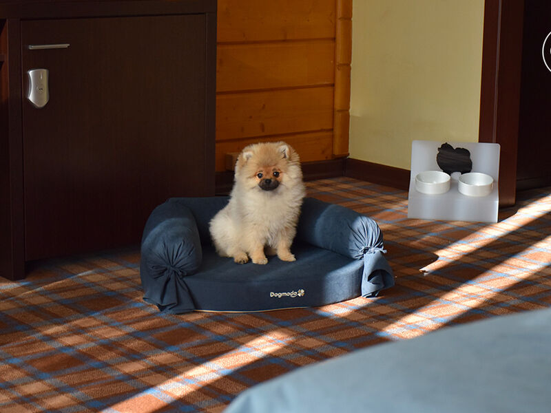 Сьют Пет 2-местный 1-комнатный