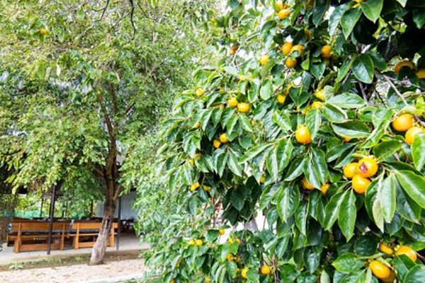 Территория | Арго, Гудаутский район