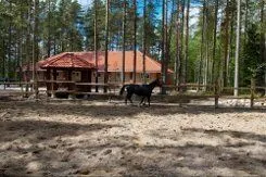 Конные прогулки | Аврора клуб, Ленинградская область