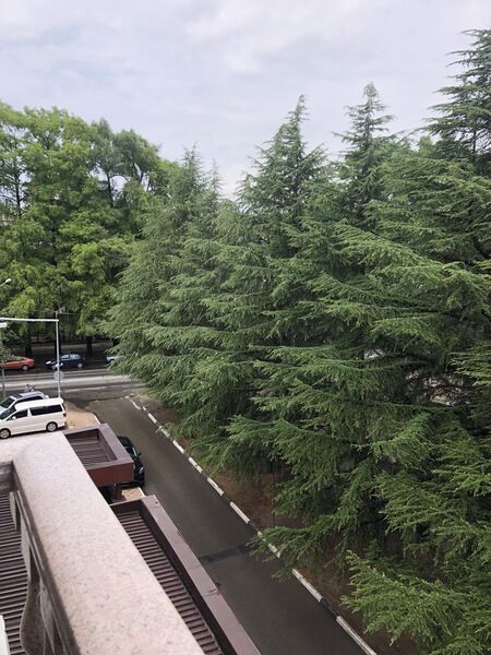 Апартаменты 2-местные №19 (ул. Куйбышева, д. 36) | Afalina, Краснодарский край