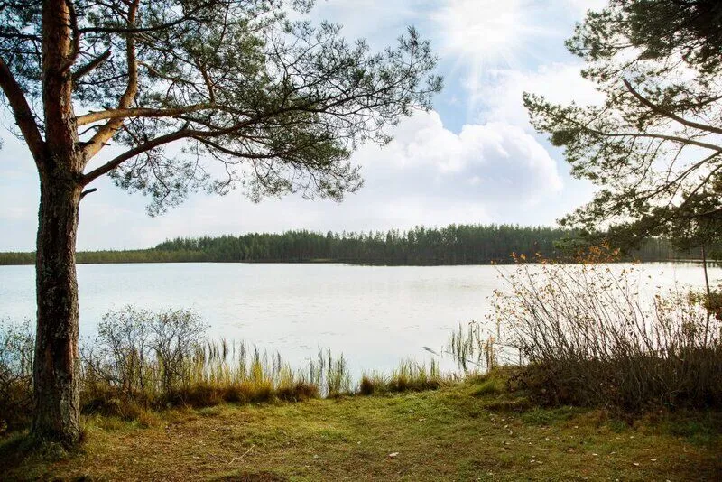 Бор, Ленинградская область: фото 5